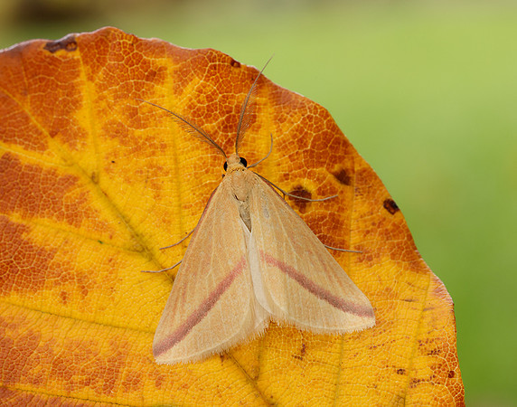 70.038 BF1716 Vestal Rhodometra sacraria
