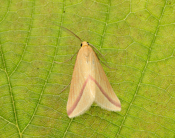 70.038 BF1716 Vestal Rhodometra sacraria