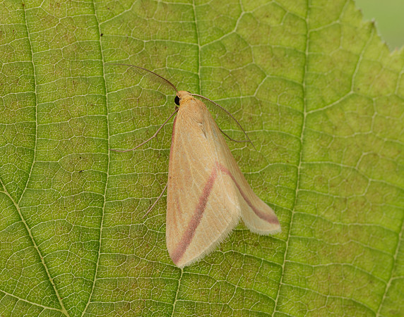 70.038 BF1716 Vestal Rhodometra sacraria