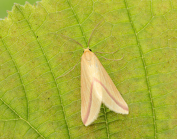 70.038 BF1716 Vestal Rhodometra sacraria