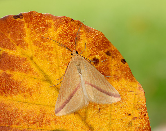 70.038 BF1716 Vestal Rhodometra sacraria