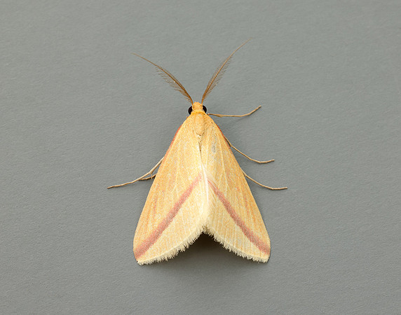 70.038 BF1716 Vestal Rhodometra sacraria