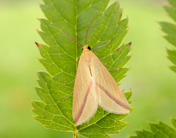 70.038 BF1716 Vestal Rhodometra sacraria