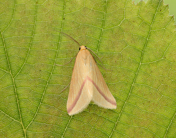70.038 BF1716 Vestal Rhodometra sacraria
