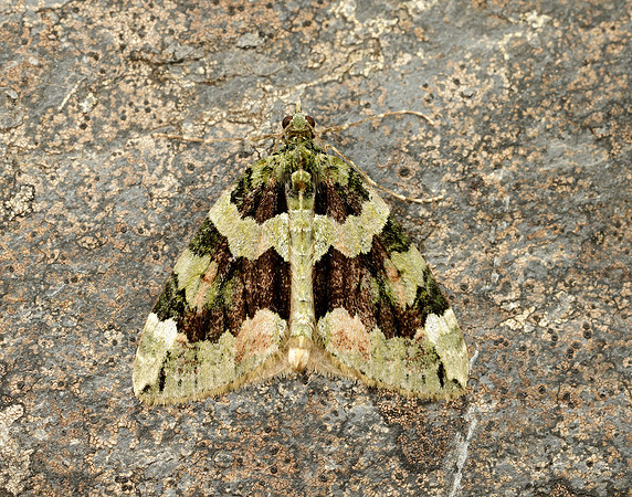 70.095 BF1760 Red-green Carpet Chloroclysta siterata