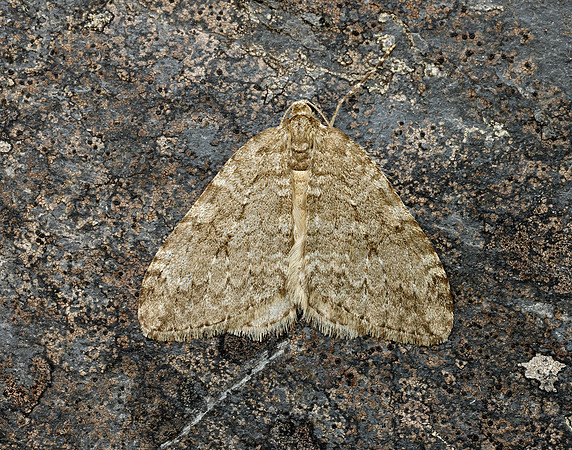 70.107 BF1795 November Moth Epirrita dilutata