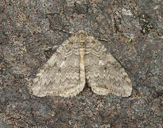 70.107 BF1795 November Moth Epirrita dilutata