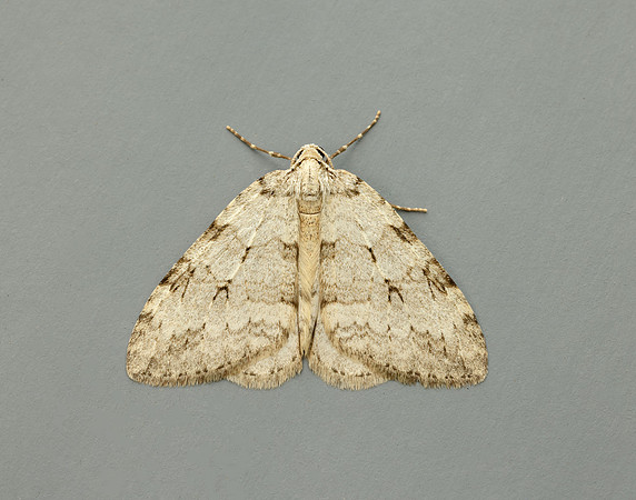 70.107x November Moth agg Epperita agg