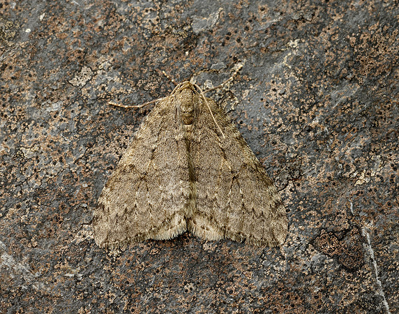 70.107x November Moth agg Epperita agg