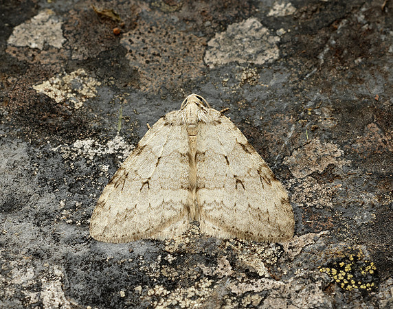 70.107x November Moth agg Epperita agg