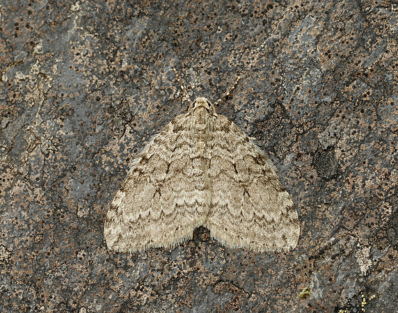 70.107x November Moth agg Epperita agg