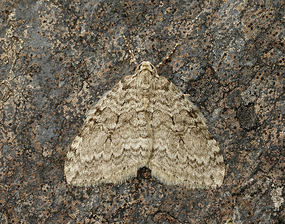 70.107x November Moth agg Epperita agg
