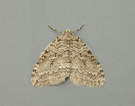 70.107x November Moth agg Epperita agg