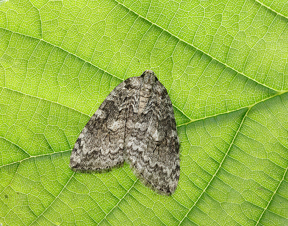 70.107x November Moth agg Epperita agg