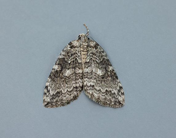 70.107x November Moth agg Epperita agg