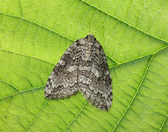 70.107x November Moth agg Epperita agg