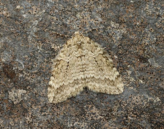 70.107x November Moth agg Epperita agg