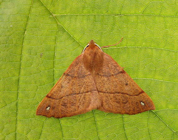 70.244 BF1923 Feathered Thorn Colotois pennaria