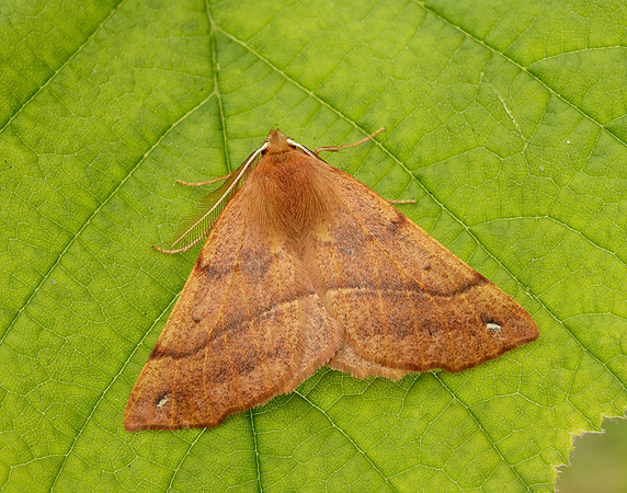 70.244 BF1923 Feathered Thorn Colotois pennaria