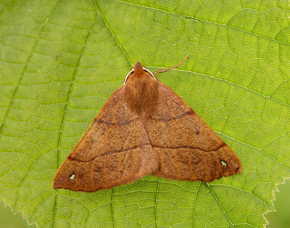 70.244 BF1923 Feathered Thorn Colotois pennaria
