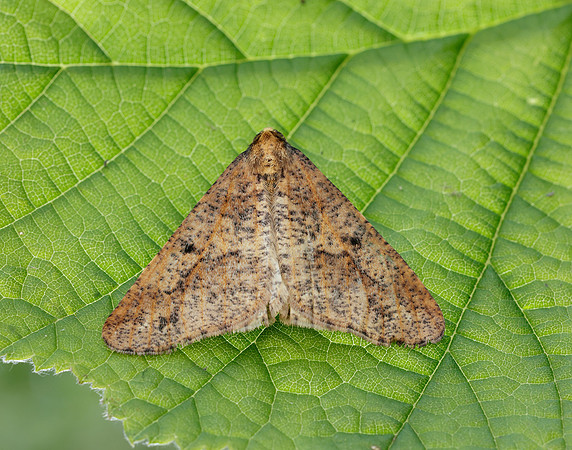 70.256 BF1935 Mottled Umber Erannis defoliaria