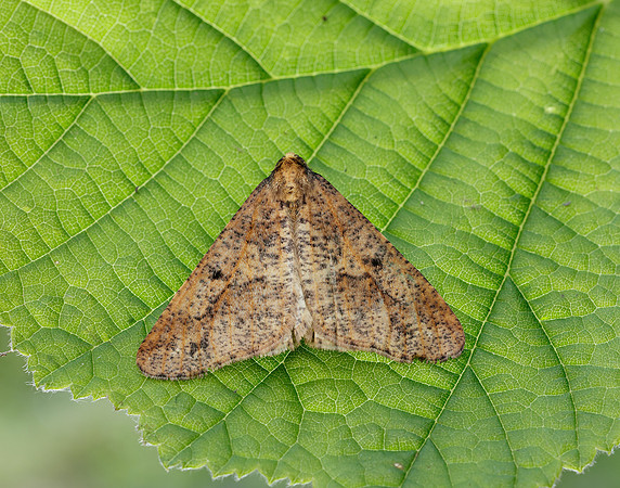 70.256 BF1935 Mottled Umber Erannis defoliaria