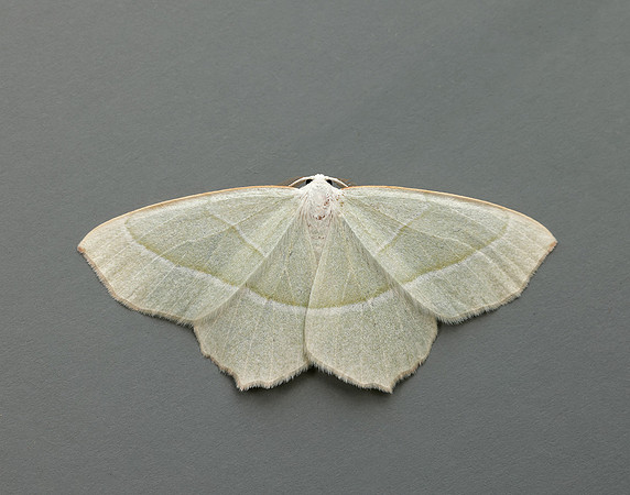0.283 BF1961 Light Emerald Campaea margaritaria