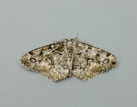 70.288 BF1945 Brussels Lace Cleorodes lichenaria