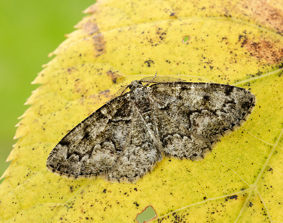 70.288 BF1945 Brussels Lace Cleorodes lichenaria