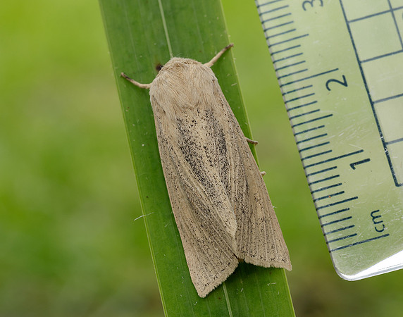 73.134 BF2375 Large Wainscot Rhizedra lutosa