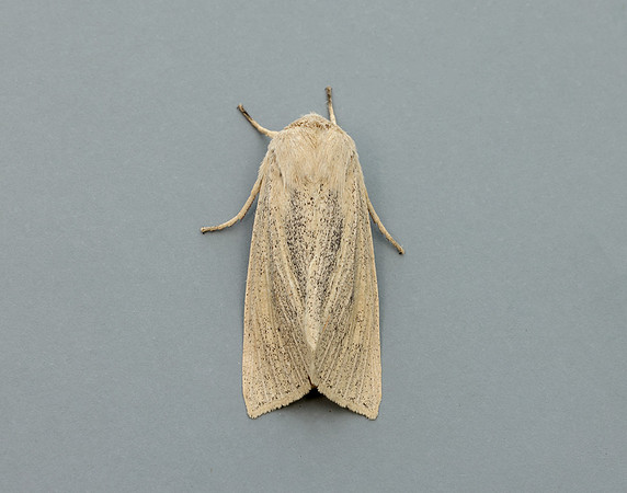 73.134 BF2375 Large Wainscot Rhizedra lutosa