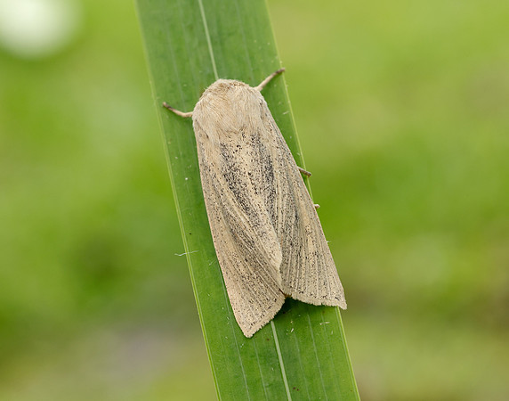73.134 BF2375 Large Wainscot Rhizedra lutosa