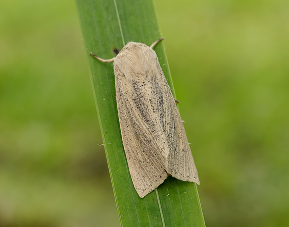 73.134 BF2375 Large Wainscot Rhizedra lutosa
