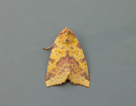 73.181 BF2273 Pink-barred Sallow Xanthia togata