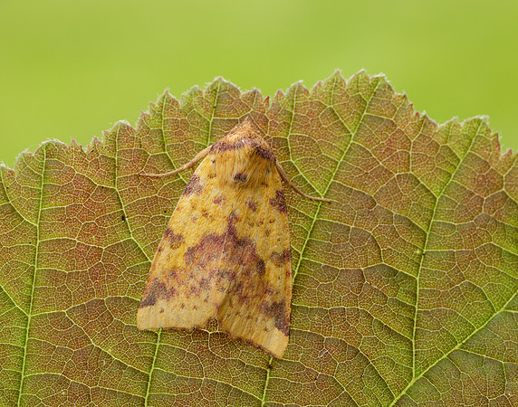 73.181 BF2273 Pink-barred Sallow Xanthia togata