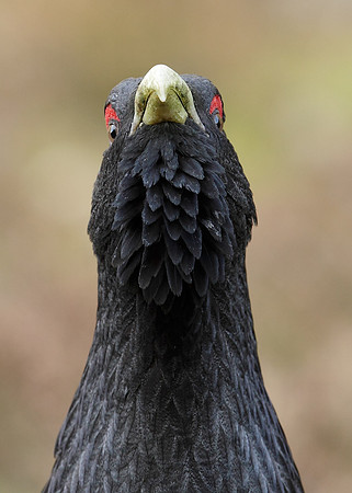 Capercaillie Tetrao urogallus