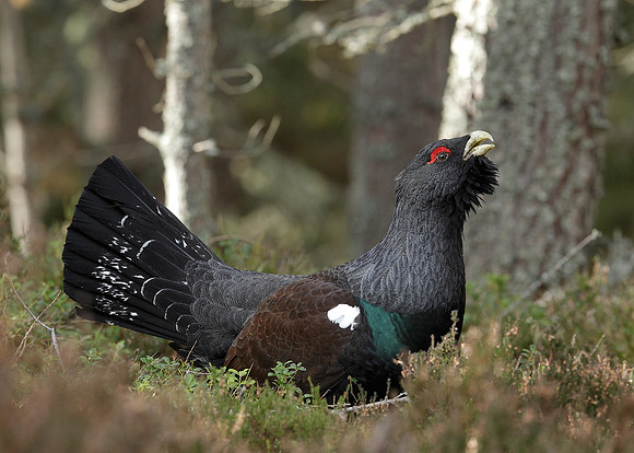 Capercaillie Tetrao urogallus