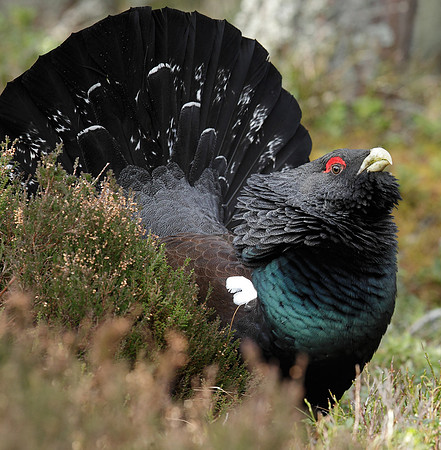 Capercaillie Tetrao urogallus