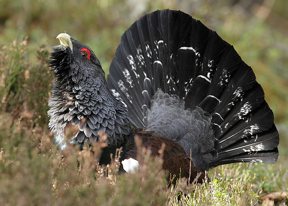 Capercaillie Tetrao urogallus