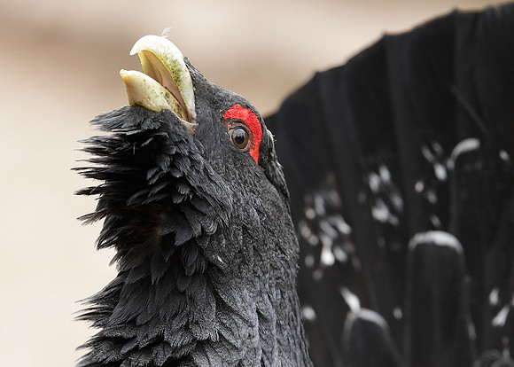 Capercaillie Tetrao urogallus