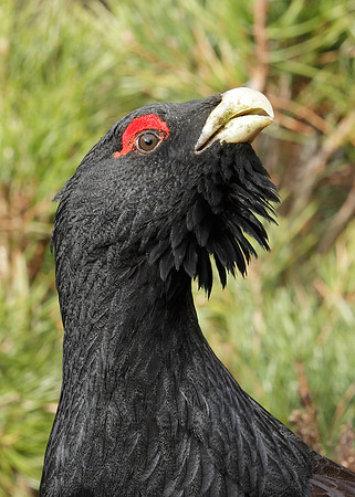 Capercaillie Tetrao urogallus