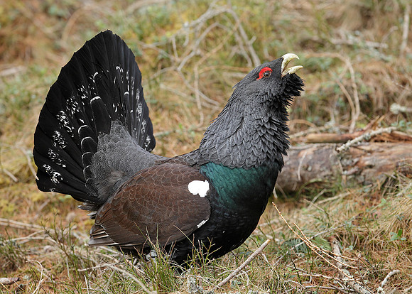 Capercaillie Tetrao urogallus