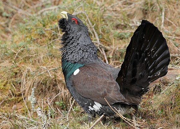 Capercaillie Tetrao urogallus