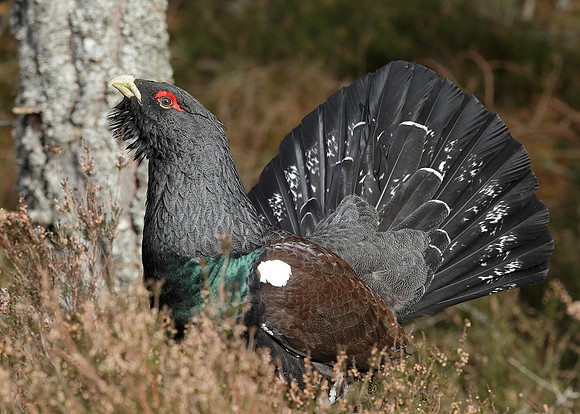 Capercaillie Tetrao urogallus