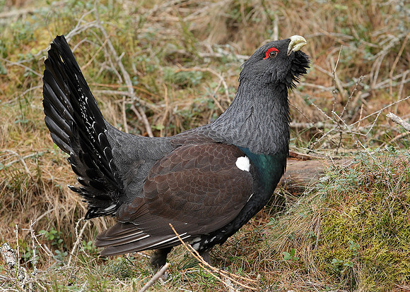 Capercaillie Tetrao urogallus