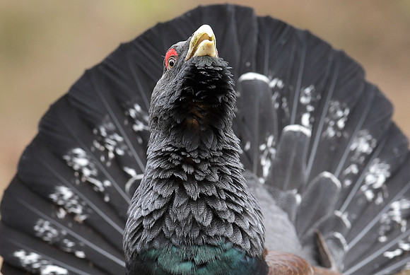 Capercaillie Tetrao urogallus
