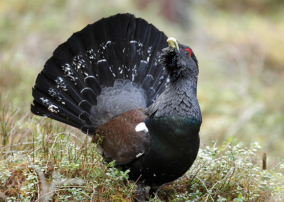 Capercaillie Tetrao urogallus