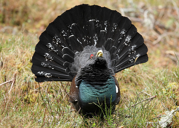 Capercaillie Tetrao urogallus