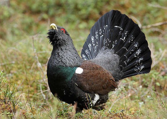 Capercaillie Tetrao urogallus