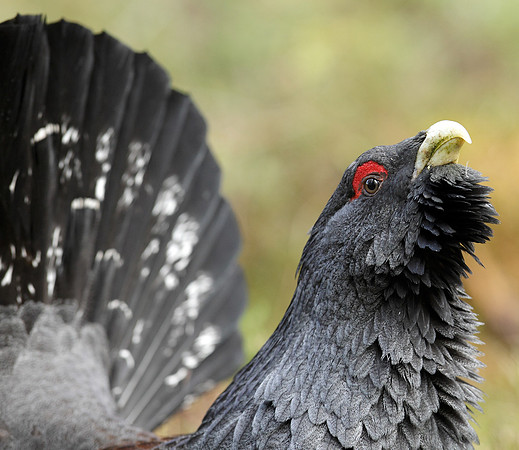 Capercaillie Tetrao urogallus